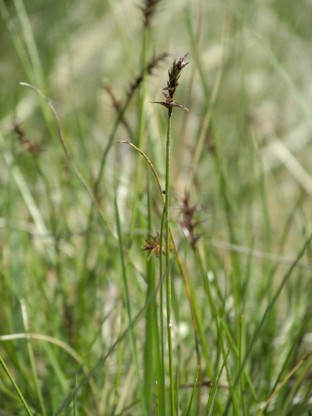 Davall’s sedge / Carex davalliana: _Carex davalliana_ resembles _Carex dioica_ in its dioecy (female plant shown), but grows in tufts, has slightly angled stems and larger utricles; its only British site – in Bath, Somerset – was built over, and it is now extinct here.