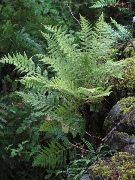 lady fern / Athyrium filix-femina: _Athyrium filix-femina_ is a variable fern of waterlogged places.