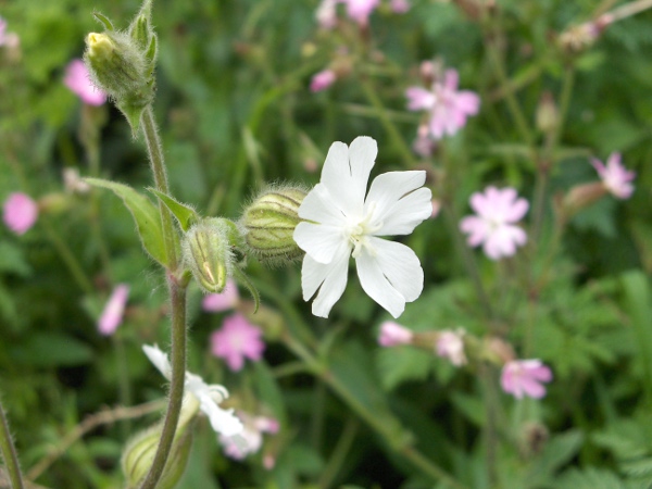 white campion / Silene latifolia