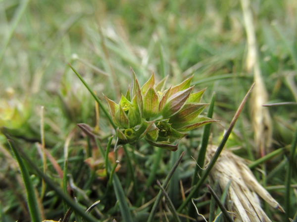 small hare’s-ear / Bupleurum baldense: _Bupleurum baldense_ is an extremely rare plant of alkaline sea-cliffs in southern England, and is usually tiny.