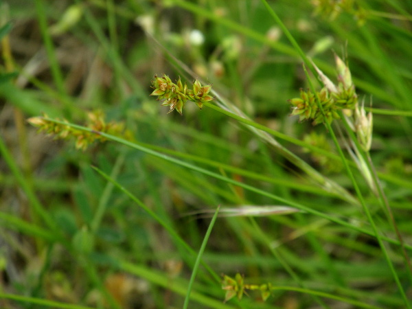prickly sedge / Carex muricata: _Carex muricata_ has a more compact inflorescence (<4 cm long) than _Carex divulsa_.
