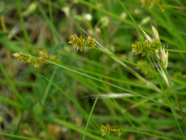 prickly sedge / Carex muricata: _Carex muricata_ has a more compact inflorescence (<4 cm long) than _Carex divulsa_.