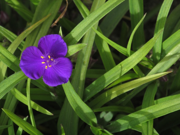 spiderwort / Tradescantia virginiana: _Tradescantia virginiana_ is a garden plant with violet 3-parted flowers, native to the eastern United States.
