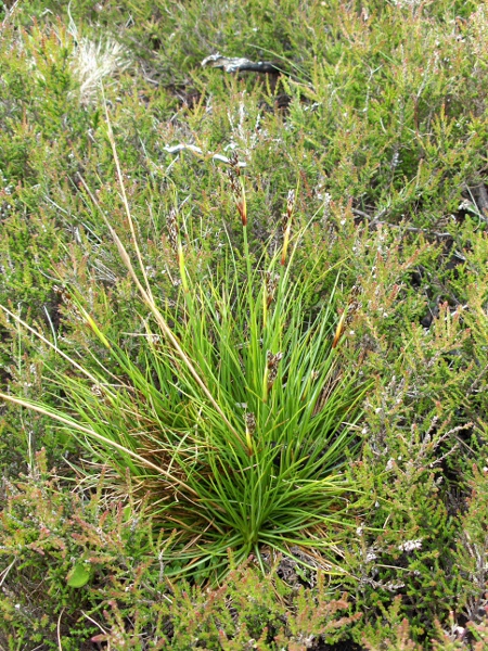 heath rush / Juncus squarrosus: _Juncus squarrosus_ is a very common species in moorland across north-western Europe.