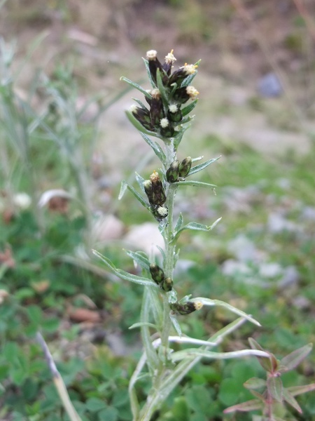 heath cudweed / Omalotheca sylvatica: The inflorescences of _Omalotheca sylvatica_ are narrow panicles up to 60 cm tall with well-spaced branches, unlike the crowded heads of the rare _Omalotheca norvegica_.