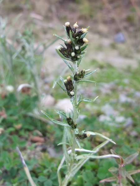 heath cudweed / Omalotheca sylvatica: The inflorescences of _Omalotheca sylvatica_ are narrow panicles up to 60 cm tall with well-spaced branches, unlike the crowded heads of the rare _Omalotheca norvegica_.