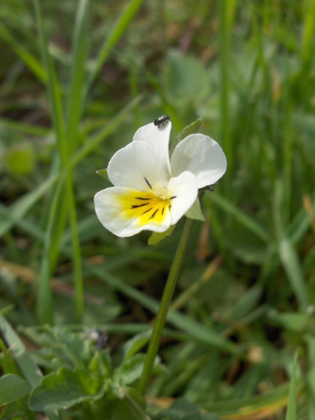field pansy / Viola arvensis: The stipules of _Viola arvensis_ are deeply lobed, with the central lobe quite leaf-like.