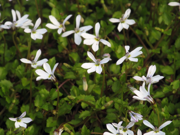 lawn lobelia / Pratia angulata