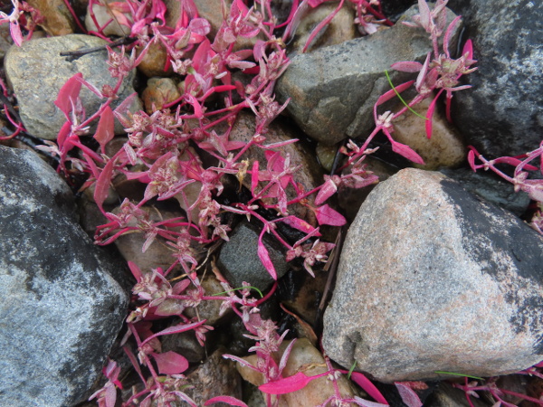 early orache / Atriplex praecox: _Atriplex praecox_ can be found just above the intertidal zone on the west coast of Scotland, in Shetland, in Northumberland, and a few sites in Ireland and Wales.