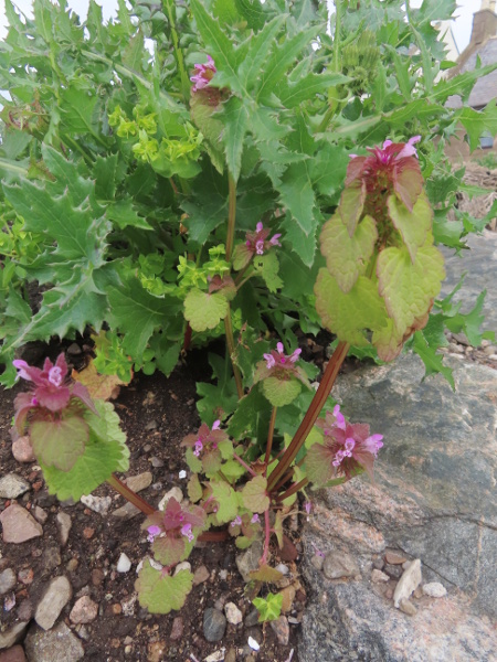 northern dead-nettle / Lamium confertum: _Lamium confertum_ is at first glance very similar to _Lamium purpureum_ and grows in similar disturbed habitats, mostly along the coast of Scotland, County Down and the Isle of Man, and at scattered sites elsewhere.