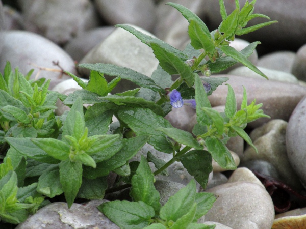 skullcap / Scutellaria galericulata: A prostrate form of _Scutellaria galericulata_ grows on shingle beaches in western Scotland.