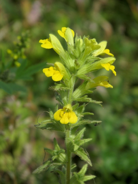 yellow bartsia / Parentucellia viscosa: _Parentucellia viscosa_ is an annual hemiparasite, most frequent in south-western England.