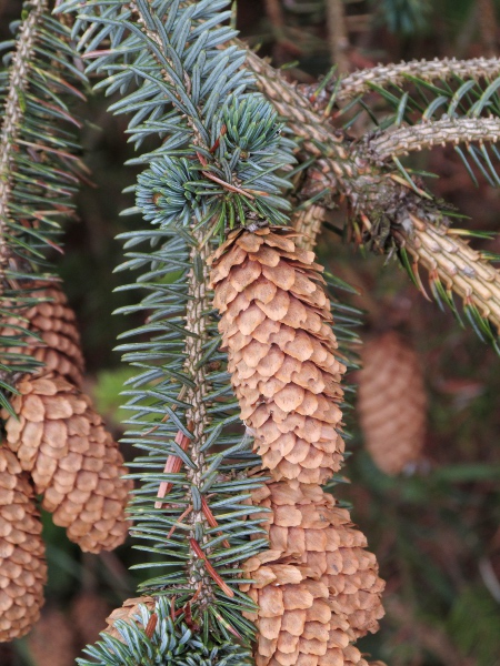 Sitka spruce / Picea sitchensis: _Picea sitchensis_ is a conifer native to coastal forests from Alaska to northern California with flattened, sharply pointed leaves.