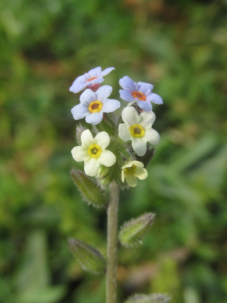 changing forget-me-not / Myosotis discolor: The flowers of _Myosotis discolor_ are initially yellow or cream, later changing to blue.