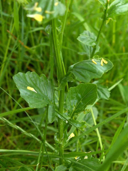 winter cress / Barbarea vulgaris: Lower leaves