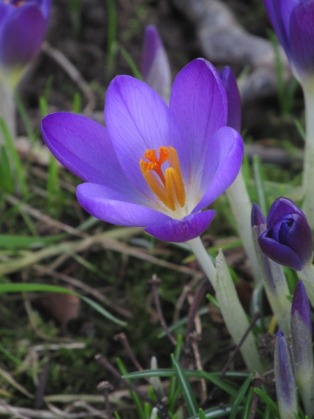 early crocus / Crocus tommasinianus: _Crocus tommasinianus_ differs from _Crocus vernus_ in its narrower leaves, and pure white corolla-tube.