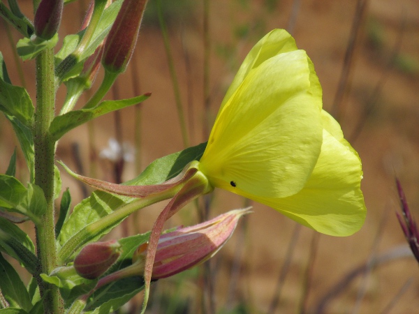 large-flowered evening primrose / Oenothera glazioviana: The stems and ripening fruit of _Oenothera glazioviana_ have a dense covering of hairs with swollen red bases.