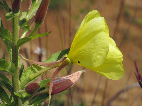 large-flowered evening primrose / Oenothera glazioviana