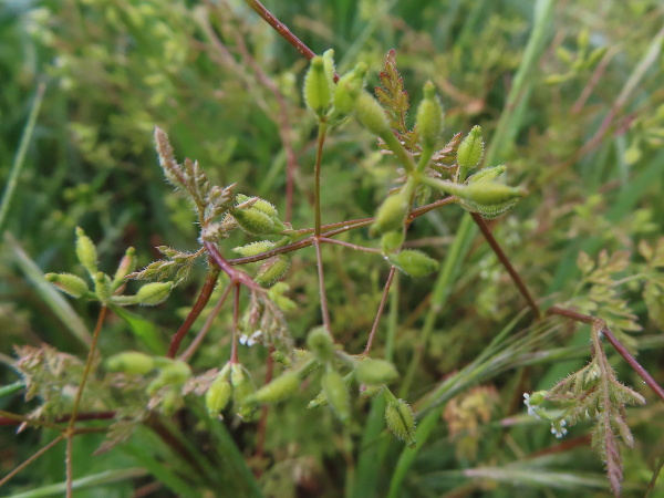 bur chervil / Anthriscus caucalis: The fruit of _Anthriscus caucalis_ is covered in short, hooked bristles, except for a short section towards the apex.