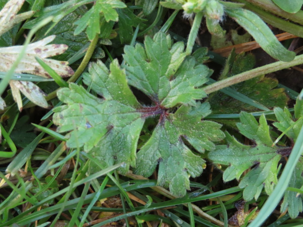 creeping buttercup / Ranunculus repens: _Ranunculus repens_ is a creeping plant with convexly 3-lobed basal leaves.