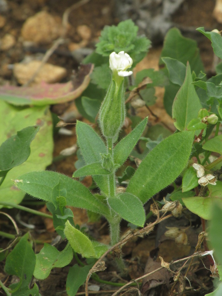 night-flowering catchfly / Silene noctiflora: _Silene noctiflora_ is a rare arable weed, concentrated in eastern England.