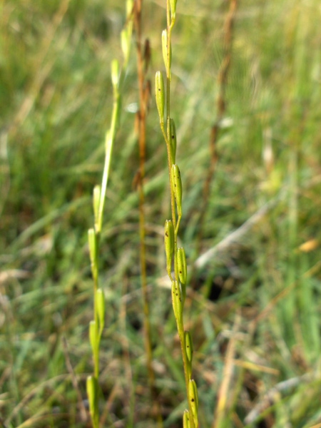 marsh arrowgrass / Triglochin palustris