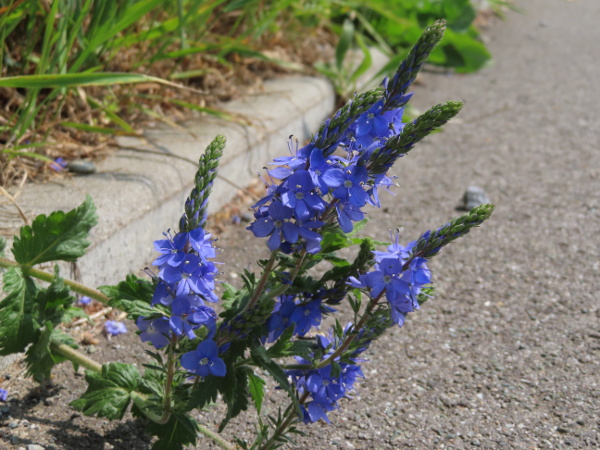 large speedwell / Veronica teucrium