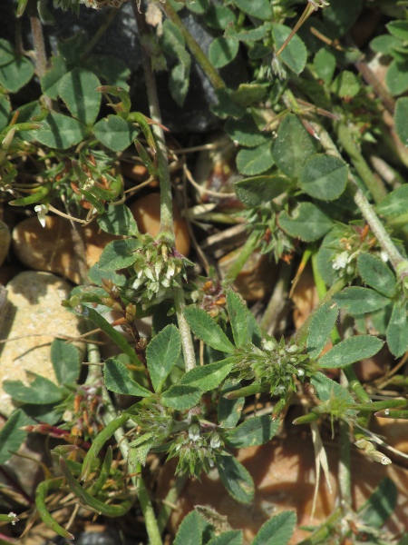 rough clover / Trifolium scabrum: _Trifolium scabrum_ resembles _Trifolium striatum_, but without the inflated calyx in fruit, and with the thickened lateral leaf-veins arching backwards.