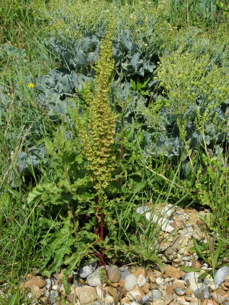 curled dock / Rumex crispus: A shorter form with smaller fruits grows in coastal areas, and is recognised as _Rumex crispus_ subsp. _littoreus_.