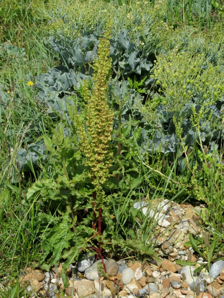 curled dock / Rumex crispus