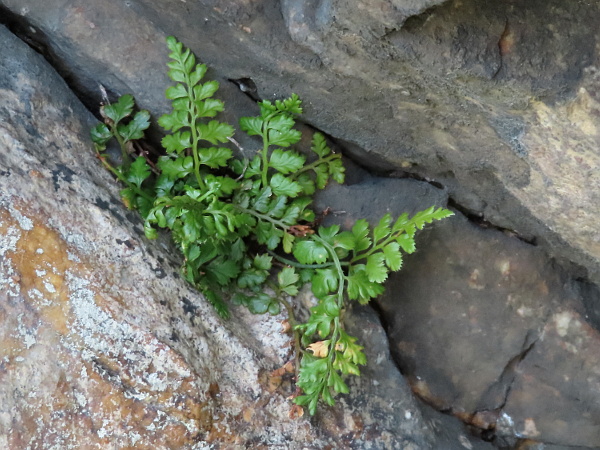 lanceolate spleenwort / Asplenium obovatum: _Asplenium obovatum_ is similar to _Asplenium adiantum-nigrum_, but with more parallel-sided leaves and pinnae, the lowest pinnae being (slightly) shorter than those near the mid-point of the leaf.