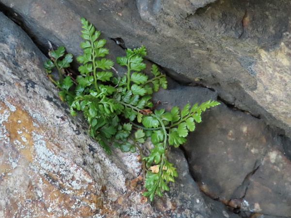 lanceolate spleenwort / Asplenium obovatum