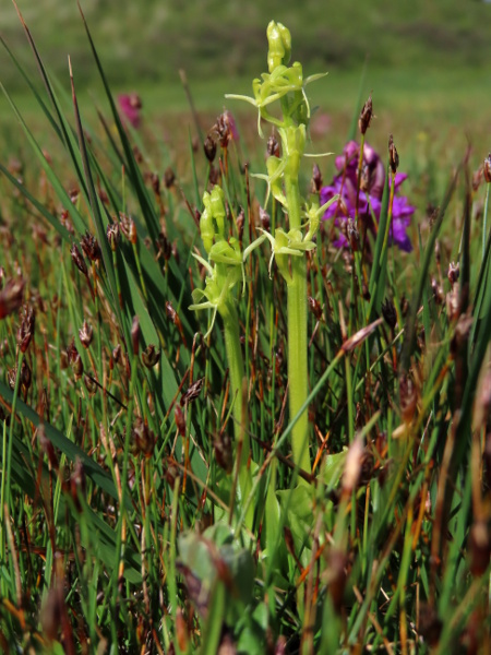 fen orchid / Liparis loeselii: _Liparis loeselii_ is a very rare orchid of fens in East Anglia and dune slacks in South Wales.