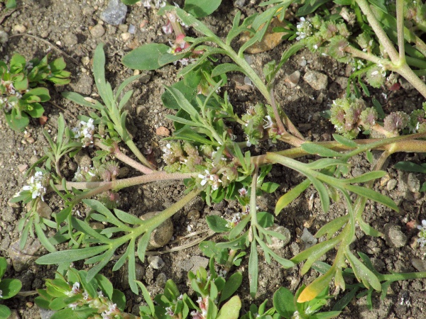 swine cress / Lepidium coronopus: _Lepidium coronopus_ is a prostrate annual of bare, seasonally flooded ground.