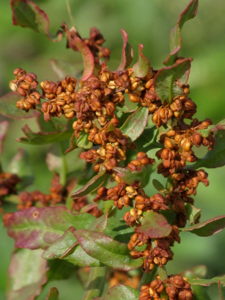 clustered dock / Rumex conglomeratus: The flowers of _Rumex conglomeratus_ have a large tubercle on each of the 3 inner tepals.