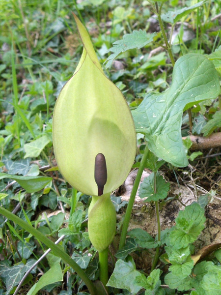 lords-and-ladies / Arum maculatum: The inflorescence of _Arum maculatum_ has a large spathe surrounding a spadix, the appendix of which extends upwards into view; the flowers are lower down on the spadix.