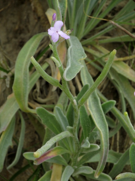 sea stock / Matthiola sinuata: _Matthiola sinuata_ is native to cliffs and dunes over limestone in South Wales and north Devon.