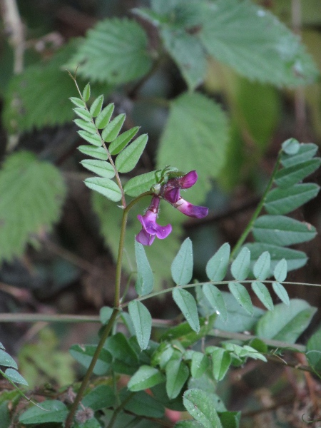 bush vetch / Vicia sepium: _Vicia sepium_ is a perennial climber of woodland margins across the British Isles, with flowers in various shades of blue and purple.