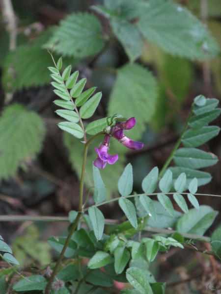 bush vetch / Vicia sepium