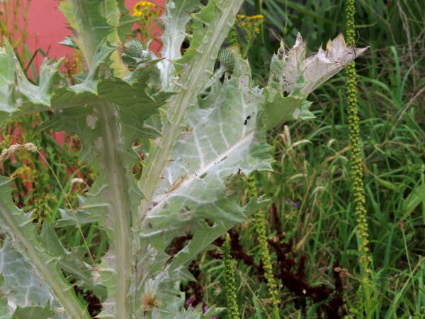 cotton thistle / Onopordum acanthium: The leaves of _Onopordum acanthium_ have conspicuous reticulate veins.