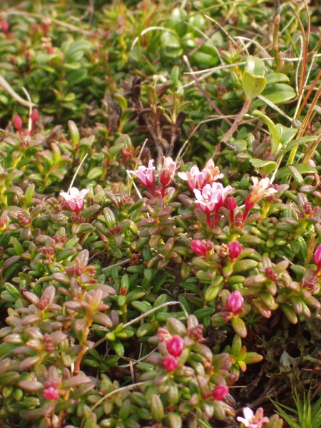 trailing azalea / Kalmia procumbens: _Kalmia procumbens_ is an <a href="aa.html">Arctic–Alpine</a> species that grows in the Highlands and islands of Scotland.