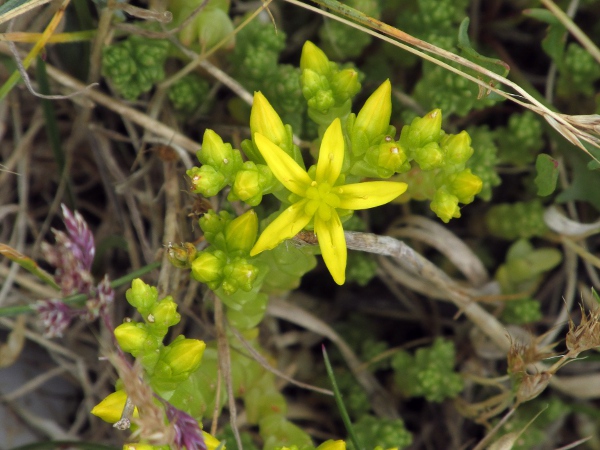 biting stonecrop / Sedum acre: Flower