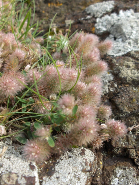 hare’s-foot clover / Trifolium arvense: _Trifolium arvense_ grows in sandy ground; it has elongated spikes of tiny, white flowers.