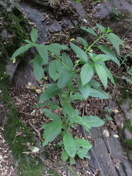 American pokeweed / Phytolacca americana: _Phytolacca americana_ is a North American perennial herb.