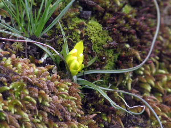 early Star-of-Bethlehem / Gagea bohemica: _Gagea bohemica_ flowers very early, and is only found at one site in the British Isles, where it grows on half-moss-covered rock. It is shorter and its leaves are narrower than the more widespread _Gagea lutea_.