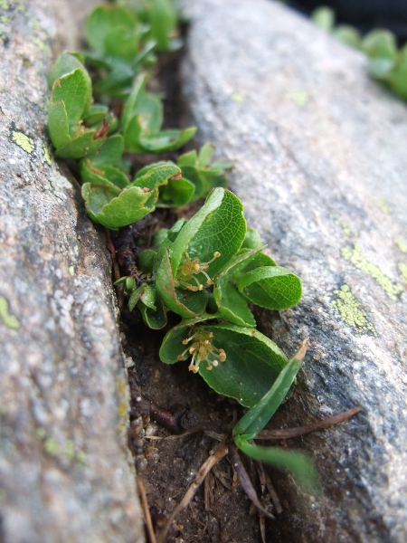 dwarf willow / Salix herbacea