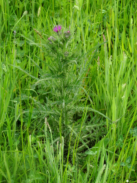 spear thistle / Cirsium vulgare: _Cirsium vulgare_ is a common and widespread thistle; the stiff upward-pointing bristles on its leaves separate it from all our other thistles, except _Cirsium eriophorum_.