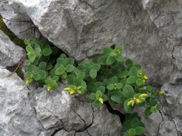 round-leaved St. John’s wort / Hypericum nummularium: _Hypericum nummularium_ is a southern European mountain plant that has become naturalised at Seata Quarry near Aysgarth, North Yorkshire.