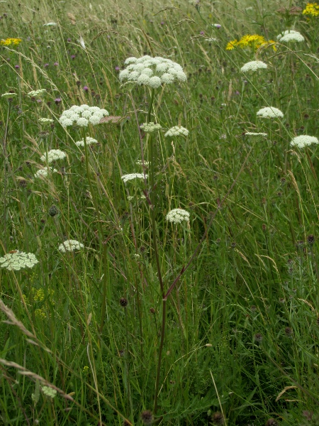 moon carrot / Seseli libanotis: _Seseli libanotis_ is a very rare umbellifer of chalk grassland.