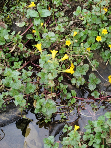 hybrid monkeyflower / Erythranthe × robertsii: _Erythranthe_ × _robertsii_ can be found at sites across the British Isles, but is especially common in northern England, southern Scotland and Northern Ireland.